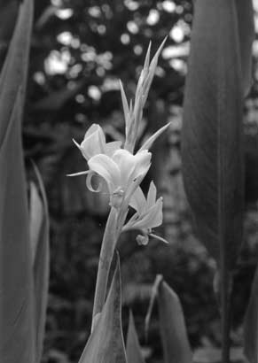 Black and white flower at Edinburgh's botanic gardens