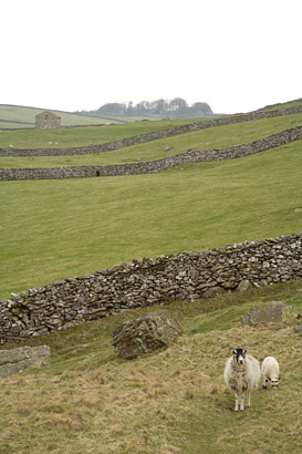 Sheep in Crummackdale