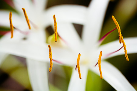 Macro shot of a plant