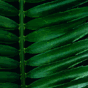 Fern