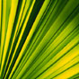 Glowing green fern