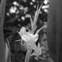 Black and white flower at Edinburgh's botanic gardens