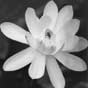 Black and white flower at Edinburgh's botanic gardens