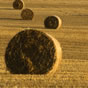 Golden hay bales in Fife