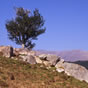 Semi-abstract tree in Glen Etive