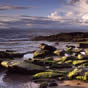 Gullane mossy rocks