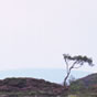 Lochan na h-Achlaise lone tree