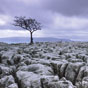 Limestone Pavement near Conistone, North Yorkshire