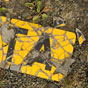 Broken licence plate - WTA