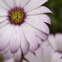 Purplish flower near Dollar
