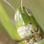 A Cricket balanced on woody grass