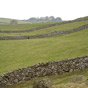 Sheep in Crummackdale