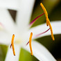Macro shot of a plant
