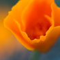 Orange cactus flower