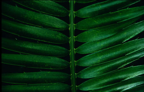 Fern
