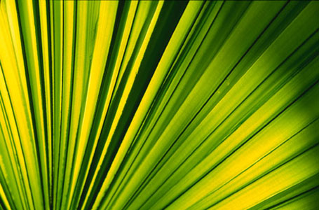 Glowing green fern