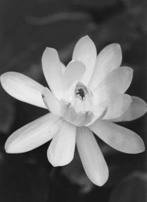 Black and white flower at Edinburgh's botanic gardens