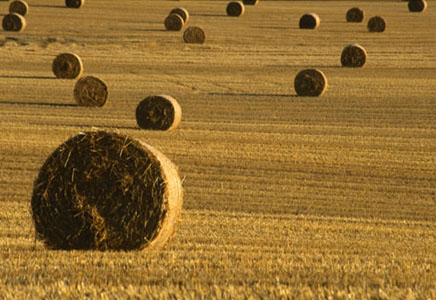 Golden hay bales in Fife