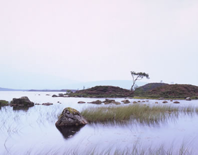 Lochan na h-Achlaise lone tree