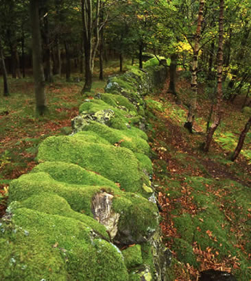 Fuji Velvia green wall near lake Buttermere