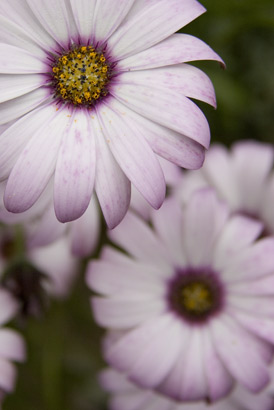 Purplish flower near Dollar