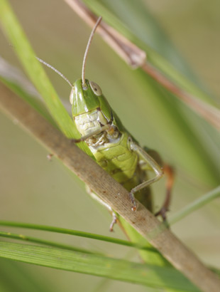 A Cricket balanced on woody grass