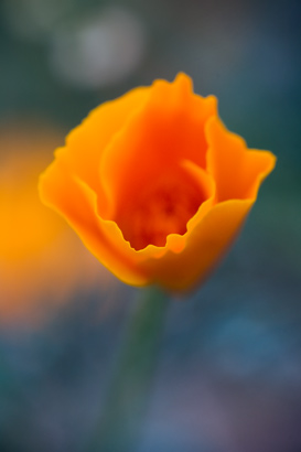Orange cactus flower